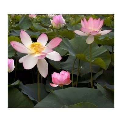 NELUMBO nucifera "Indický lotus" 3 semena