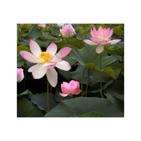 NELUMBO nucifera "Indický lotus" 3 semena