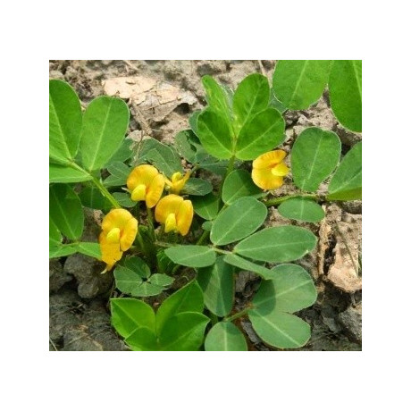 ARACHIS hypogaea "Burské oříšky" 4 semena  