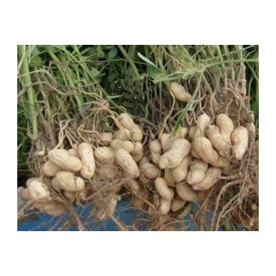 ARACHIS hypogaea "Burské oříšky" 4 semena  