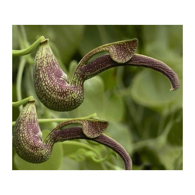 ARISTOLOCHIA ringens 3 semena