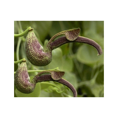ARISTOLOCHIA ringens 3 semena