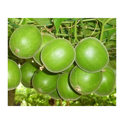 SIRAITIA grosvenorii (Momordica grosvenorii) "Budhovo ovoce" 3 semena 