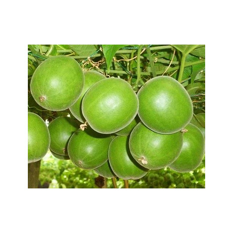 SIRAITIA grosvenorii (Momordica grosvenorii) "Budhovo ovoce" 3 semena 