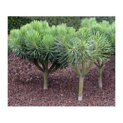 KLEINIA nerifolia 15 semen