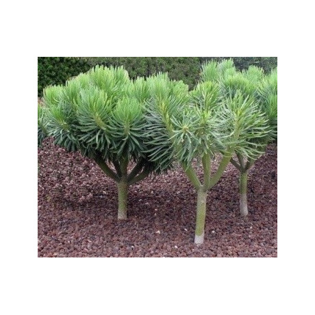 KLEINIA nerifolia 15 semen