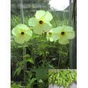HIBISCUS esculentus "Okra" 10 semen