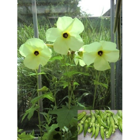 HIBISCUS esculentus "Okra" 10 semen