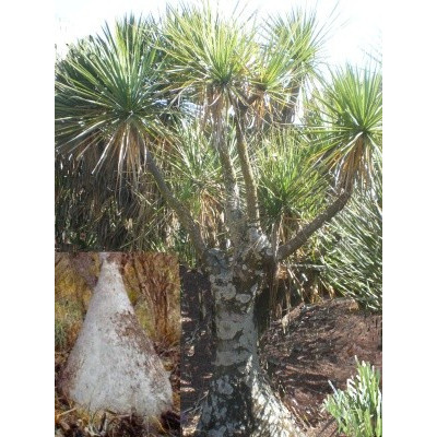 BEAUCARNEA hiriartiae 5 semen