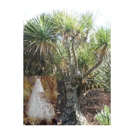 BEAUCARNEA hiriartiae 5 semen