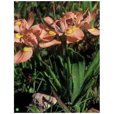 MORAEA papilionaceae 5 semen