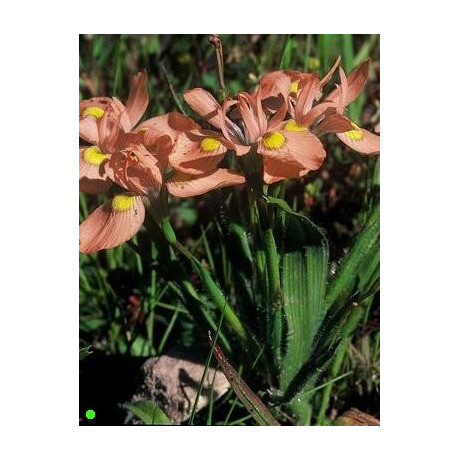 MORAEA papilionaceae 5 semen