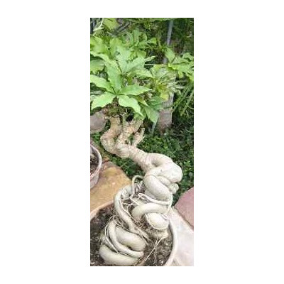 CUSSONIA spicata 3 semena