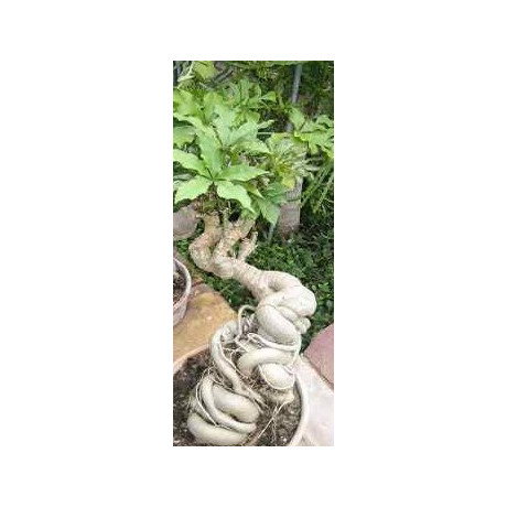 CUSSONIA spicata 3 semena