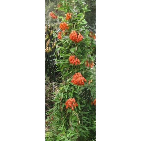 BOMAREA multiflora 3 semena