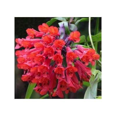 BOMAREA multiflora 3 semena