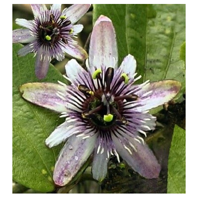 PASSIFLORA alnifolia 3 semena