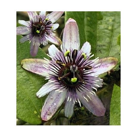 PASSIFLORA alnifolia 3 semena