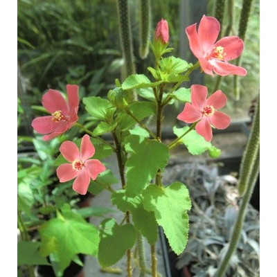 HIBISCUS ferrugineus 5 semen