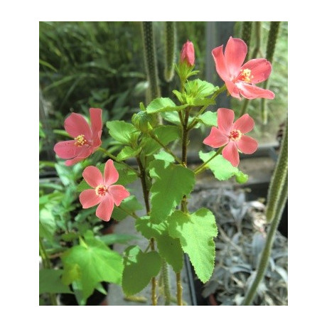 HIBISCUS ferrugineus 5 semen