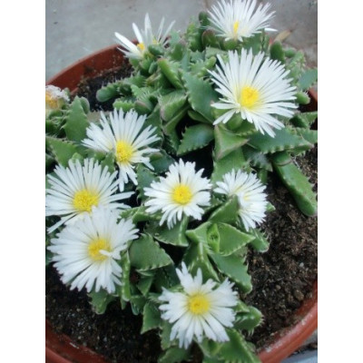 FAUCARIA tigrina Alba ”Tygří tlamička” 10 semen