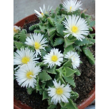 FAUCARIA tigrina Alba ”Tygří tlamička” 10 semen