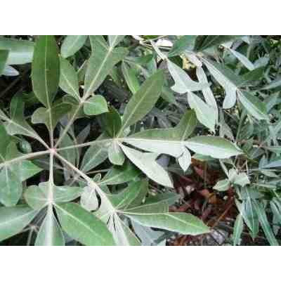 CUSSONIA spicata 3 semena