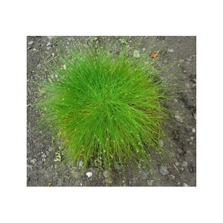 SCIRPUS cernuus 30 semen