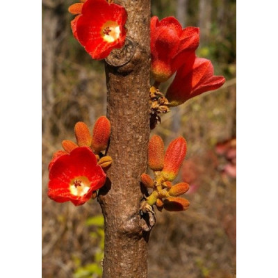 BRACHYCHITON megaphylla "Lahvový strom" 2 semena