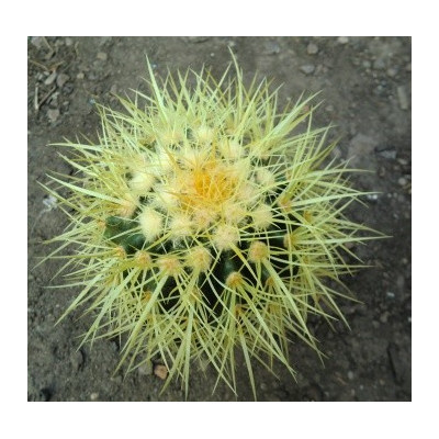 ECHINOCACTUS grusonii 30 semen