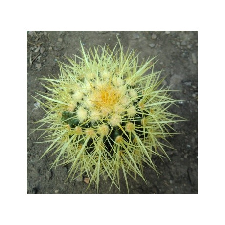 ECHINOCACTUS grusonii 30 semen