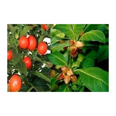 WITHANIA somnifera "Indický ženšen" 10 semen