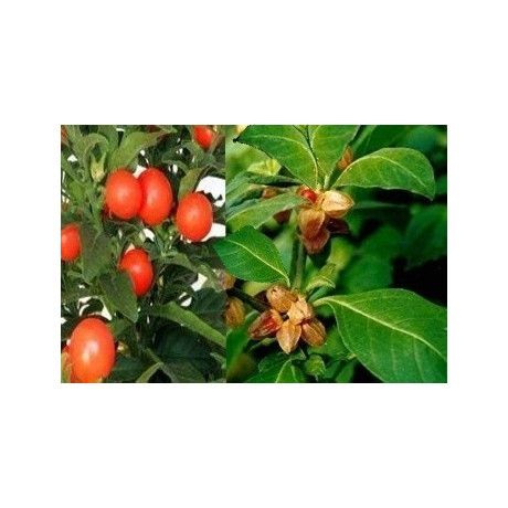 WITHANIA somnifera "Indický ženšen" 10 semen