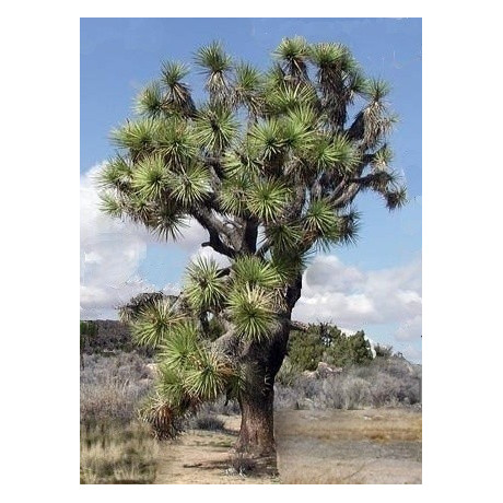 YUCCA brevifolia "Joshuův strom" 4 semena