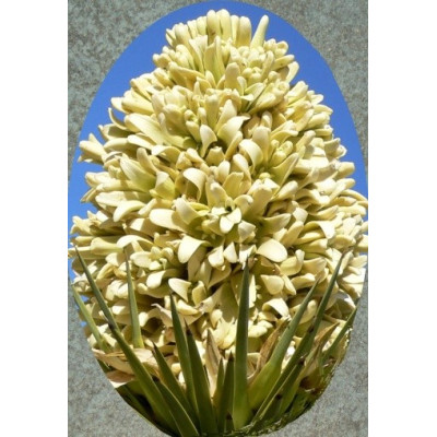 YUCCA brevifolia "Joshuův strom" 4 semena