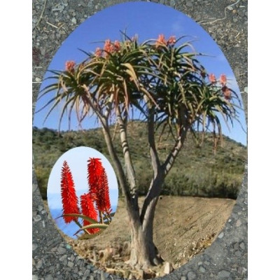 ALOE barberae "Stromová Aloe" 5 semen