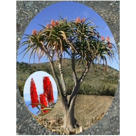 ALOE barberae "Stromová Aloe" 5 semen