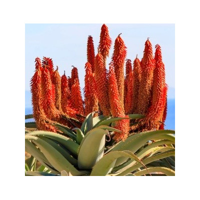 ALOE barberae "Stromová Aloe" 5 semen