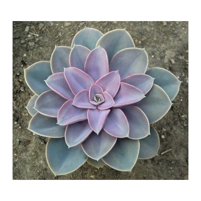 ECHEVERIA Perle von Nürnberg 30 semen