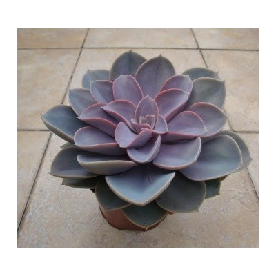 ECHEVERIA Perle von Nürnberg 30 semen