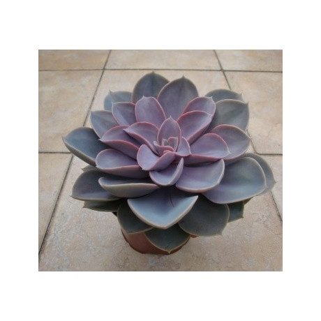 ECHEVERIA Perle von Nürnberg 30 semen