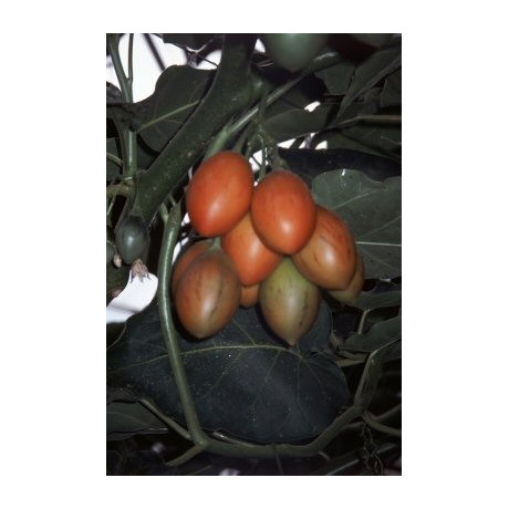 CYPHOMANDRA betacea 15 semen