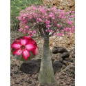 ADENIUM obesum multiflorum "Impala Lily" 3 semena