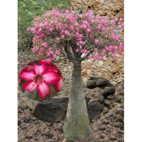 ADENIUM obesum multiflorum "Impala Lily" 3 semena