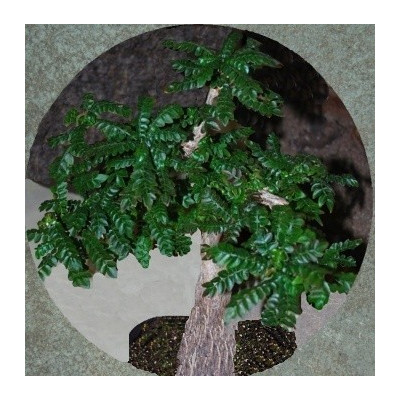 OPERCULICARYA borealis "Sloní strom" 2 semena