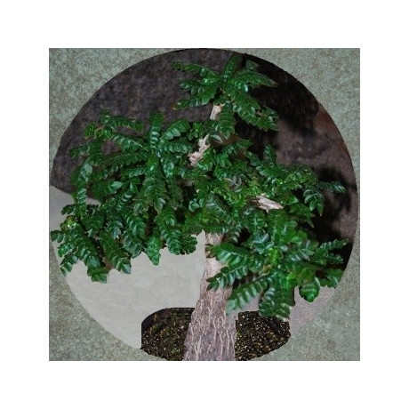 OPERCULICARYA borealis "Sloní strom" 2 semena