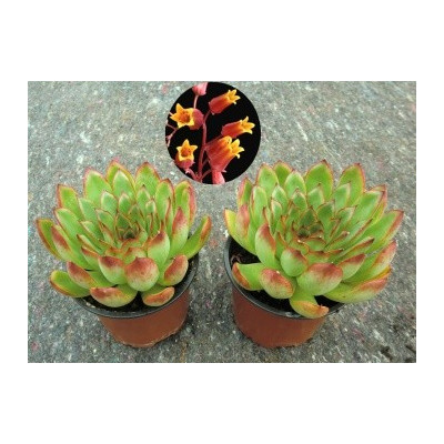 ECHEVERIA agavoides 30 semen