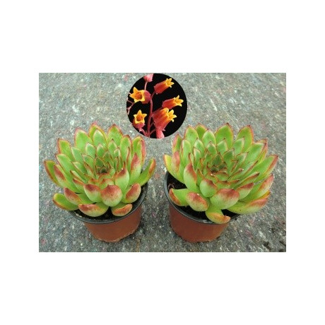 ECHEVERIA agavoides 30 semen