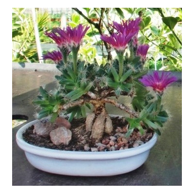 TRICHODIADEMA densum "Africká bonsai"  10 semen