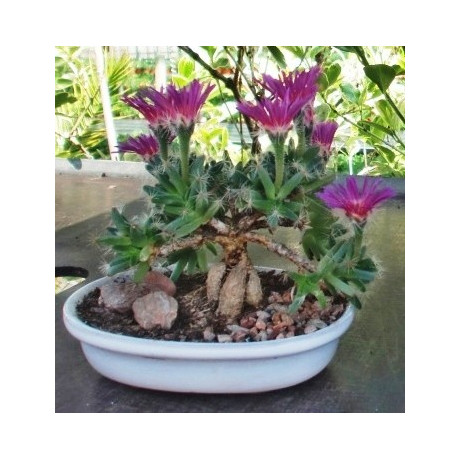 TRICHODIADEMA densum "Africká bonsai"  10 semen